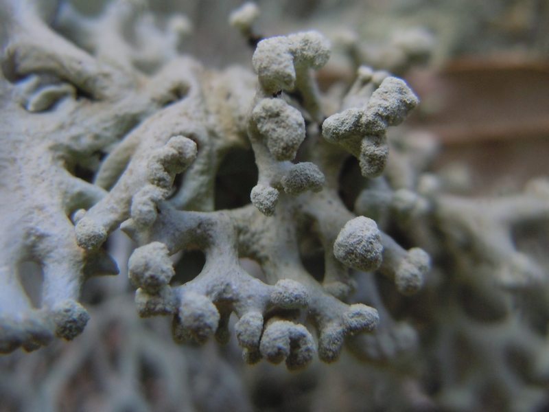 ...dai Tacchi calcarei dell''Ogliastra